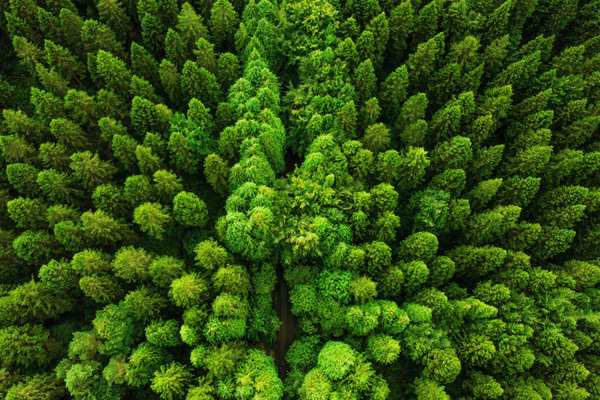 forest animal detection