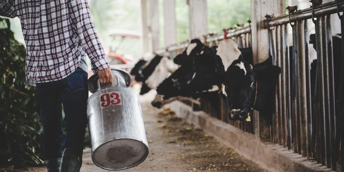 Future of Livestock Management: AI Cattle Counting &amp; Smart Farming