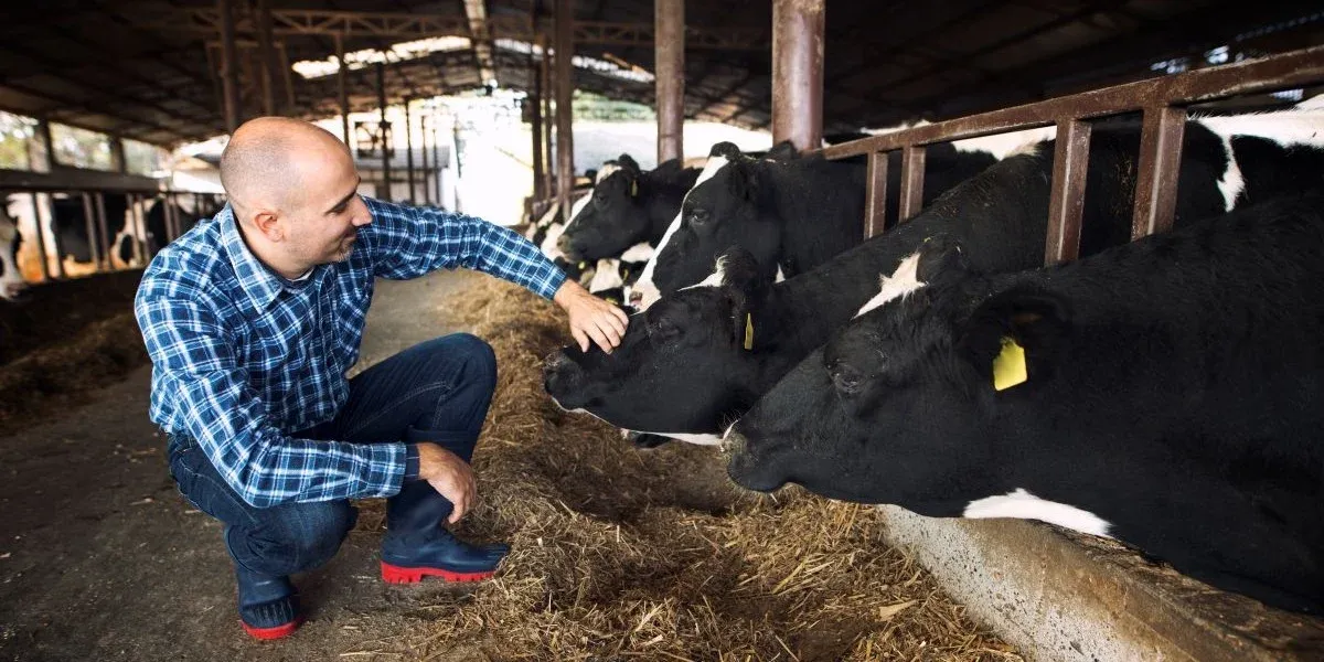 Why Livestock Farmers Choose AI Cattle Counting Solutions?