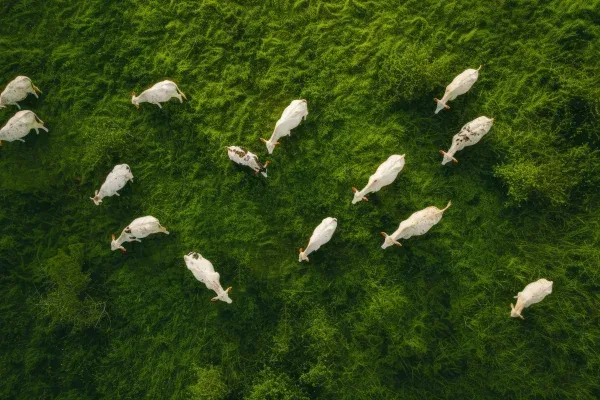 Aerial Livestock Monitoring