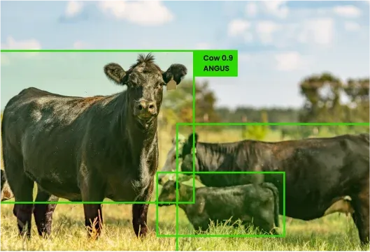 Livestock-Management-