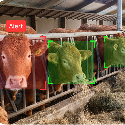 Feedlot Pen Verification