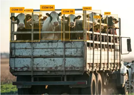 AI-Powered Cattle Counting for Livestock Transport & Auction Houses