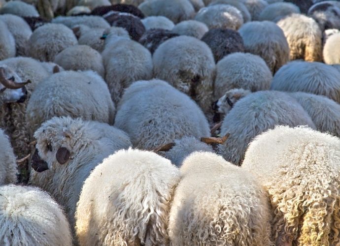 Animal Counting - How Drones are Changing Livestock Management?