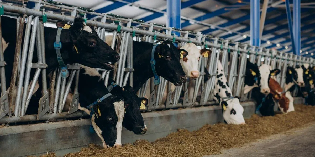 How AI Enhances Cattle Counting Accuracy, Efficiency & ROI in 2025?