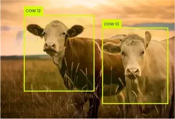 Livestock-Detection-and-Counting