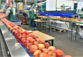 Produce-Sorting-and-Quality-Control