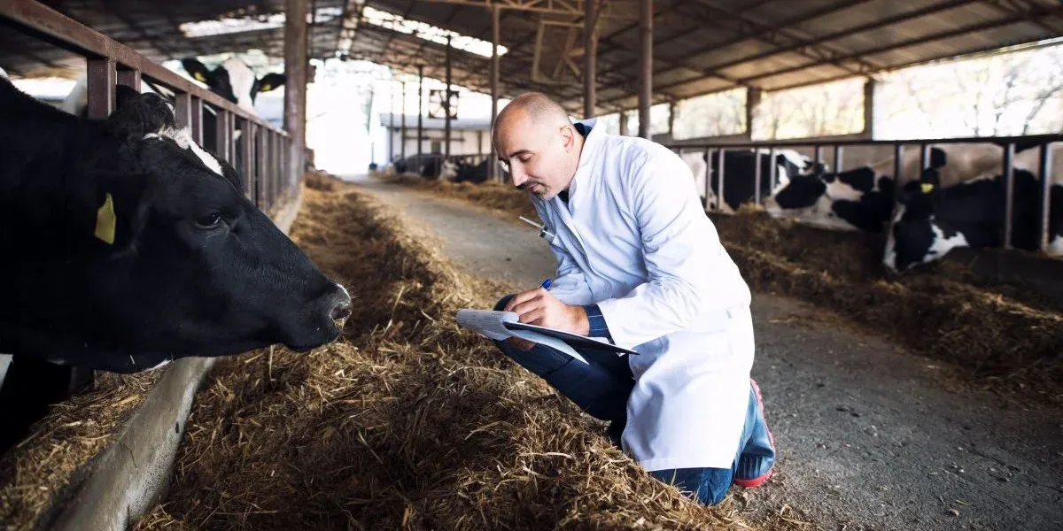 Why Livestock Farmers Choose AI Cattle Counting Solutions?