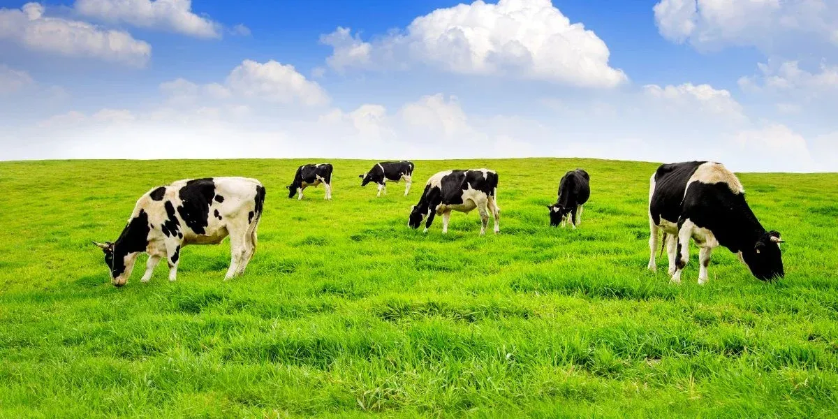 Drone vs Fixed Camera AI: Best Setup for Livestock Monitoring