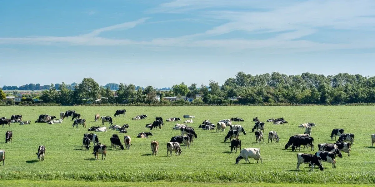 How Predictive Analytics in Cattle Counting Reduces Loss and Boosts ROI?