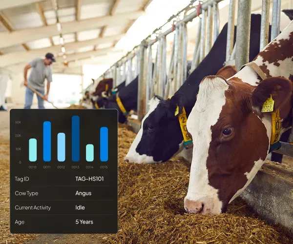Cattle monitored through a computer vision system