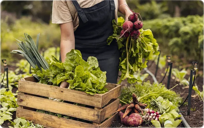 True Leaf Market Dynamics 365 optimization and integration