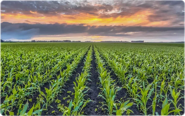 Weaver Popcorn Hybrids Dynamics 365 Business Central deployment