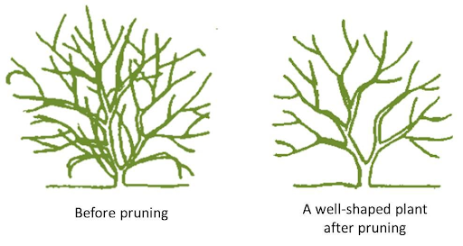What Are Decision Trees: A Powerful Tool in Machine Learning