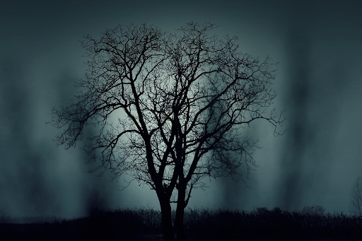 What Are Decision Trees: A Powerful Tool in Machine Learning